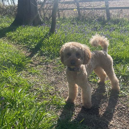 Bluebell Cottage Selby Luaran gambar